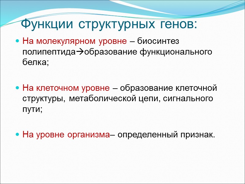 Функции структурных генов: На молекулярном уровне – биосинтез полипептидаобразование функционального белка;  На клеточном